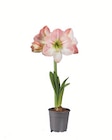 Amaryllis bei Lidl im Ilmenau Prospekt für 2,99 €