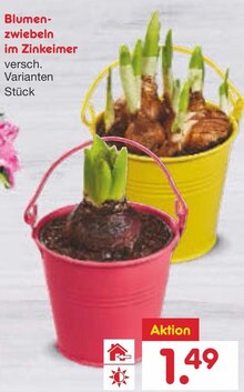 Blumenzwiebeln bei Netto Marken-Discount in Bergheim Blumenzwiebeln im Angebot bei Netto Marken-Discount Bergheim für 1,49 €