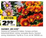 Aktuelles GAZANIE „BIG KISS“ Angebot bei OBI in Magdeburg ab 2,99 €