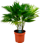 LIVISTONA ROTUNDIFOLIA - SANS MARQUE en promo chez Auchan Hypermarché Bordeaux à 10,99 €