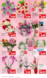Orchidee Angebot & Preis im aktuellen Kaufland Prospekt Orchidee Angebot im aktuellen Kaufland Prospekt auf Seite 3