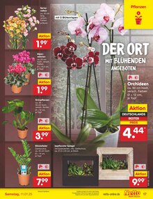 Blumen im Netto Marken-Discount Prospekt "Aktuelle Angebote" mit 61 Seiten (Siegen (Universitätsstadt))