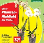 Orchidee Phalaenopsis im Angebot bei Thomas Philipps in Mülheim Orchidee Phalaenopsis Angebote bei Thomas Philipps Mülheim für 3,99 €