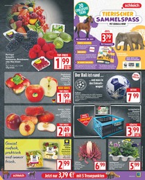 Zimmerpflanzen Angebot im aktuellen EDEKA Prospekt auf Seite 5
