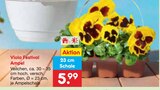 Festival Ampel im Angebot bei Netto Marken-Discount in Lehrte Festival Ampel Angebote von Viola bei Netto Marken-Discount Lehrte für 5,99 €