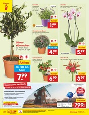 Aktueller Netto Marken-Discount Prospekt mit Blumen, "Aktuelle Angebote", Seite 40