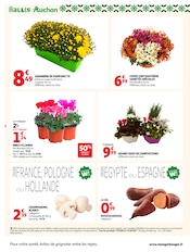 Chrysanthèmes en promo dans le catalogue Auchan Supermarché à la page 6