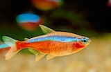 Le lot de 10 cardinalis en promo chez Animalis Le lot de 10 cardinalis dans le catalogue Animalis