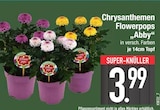 Chrysanthemen Flowerpops Abby Angebote bei EDEKA Augsburg für 3,99 €