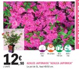 Azalée japonaise 'azalea japonica' - E.Leclerc Azalée japonaise 'azalea japonica' à 12,90 € dans le catalogue E.Leclerc