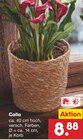 Calla Angebote bei Netto Marken-Discount Halberstadt für 8,88 €