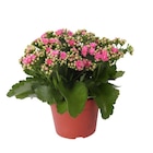 Promo Kalanchoe Rosalina à 4,99 € dans le catalogue Carrefour à Évry