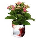 Plante fleurie en promo chez Carrefour Reims à 3,99 €