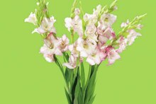 Bouquet de 7 glaïeuls - Géant Casino à Bordeaux Bouquet de 7 glaïeuls en promo chez Géant Casino Bordeaux à 6,00 €