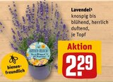 Aktuelles Lavendel Angebot bei REWE in Halle (Saale) ab 2,29 €