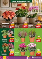 Pflanzen im Netto Marken-Discount Prospekt in Ettlingen Aktueller Netto Marken-Discount Prospekt mit Pflanzen, "Aktuelle Angebote", Seite 6
