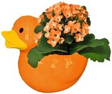Bepflanzte Ente im Angebot bei REWE in Kempen Bepflanzte Ente Angebote bei REWE Kempen für 4,44 €