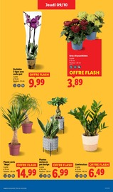 Orchidée Angebote im Prospekt "Ca vaut le coup." von Lidl auf Seite 29