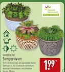 Sempervivum bei ALDI Nord im Oberkrämer Prospekt für 1,99 €