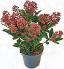Skimmia im aktuellen Netto mit dem Scottie Prospekt