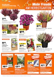 Blumenzwiebeln im OBI Prospekt in Löhne Aktueller OBI Prospekt mit Blumenzwiebeln, "BIBERSTARK SPAREN", Seite 7