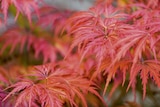 Érable du Japon ECLOZ - ECLOZ en promo chez Jardiland Érable du Japon ECLOZ - ECLOZ dans le catalogue Jardiland