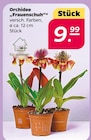 Orchidee 'Frauenschuh' für 9,99 € bei Netto mit dem Scottie im Angebot Orchidee 'Frauenschuh' im aktuellen Netto mit dem Scottie Prospekt