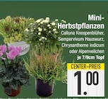 Mini-Herbstpflanzen Calluna Knospenblüher im Angebot bei E center in Regensburg Mini-Herbstpflanzen Calluna Knospenblüher Angebote bei E center Regensburg für 1,00 €