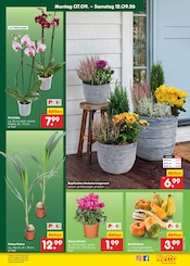Pflanzen im Netto Marken-Discount Prospekt in Frankfurt Aktueller Netto Marken-Discount Prospekt mit Pflanzen, "Aktuelle Angebote", Seite 19