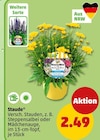 Steppensalbei Angebote bei Penny Siegen für 2,49 €