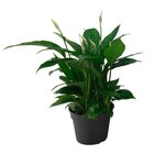 Spatiphyllum - Carrefour à Versailles Spatiphyllum en promo chez Carrefour Versailles à 5,99 €