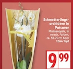 Schmetterlingsorchideen in Potcover im EDEKA Prospekt Schmetterlingsorchideen in Potcover von im aktuellen EDEKA Prospekt für 9,99 €