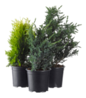 Blumen Ostmann Bad Zwischenahn - Koniferen Angebot im Prospekt Koniferen bei Blumen Ostmann im Bad Zwischenahn Prospekt für 6,00 €