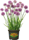 Zierlauch (Allium) im Angebot bei Globus-Baumarkt in Aschaffenburg Zierlauch (Allium) Angebote bei Globus-Baumarkt Aschaffenburg für 14,99 €
