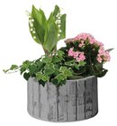 Composition bambou en promo chez Carrefour Courbevoie à 19,99 €