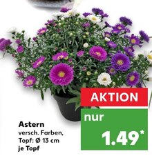 Astern bei Kaufland in Troisdorf Astern im Angebot bei Kaufland Troisdorf für 1,49 €