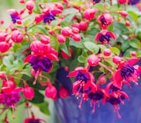 Fuchsia à 6,99 € dans le catalogue Delbard