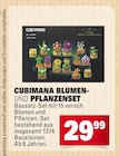 Blumen- und Pflanzenset im Angebot bei Marktkauf in Heilbronn Blumen- und Pflanzenset Angebote von Cubimana bei Marktkauf Heilbronn für 29,99 €