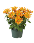 Chrysanthème multifleurs - Lidl à Marcq-en-Barœul Chrysanthème multifleurs en promo chez Lidl Marcq-en-Barœul à 1,99 €