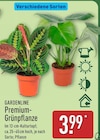 Premium-Grünpflanze von Gardenline im aktuellen ALDI Nord Prospekt für 3,99 €