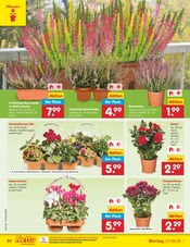 Blumentopf im Netto Marken-Discount Prospekt in Weiden Aktueller Netto Marken-Discount Prospekt mit Blumentopf, "Aktuelle Angebote", Seite 34