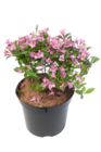 Jardinerie Poullain Osny - Promo Weigelia Promo Weigelia à 9,99 € dans le catalogue Jardinerie Poullain à Osny
