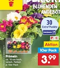 Primeln von  im aktuellen Netto Marken-Discount Prospekt für 3,99 €