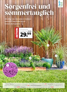 Blumen Ostmann Prospekt der Woche "Ein Sommer voller Blumen" Seite 2, 06.06.2026 bis 12.06.2026 für Stuhr Aktueller Blumen Ostmann Prospekt "Ein Sommer voller Blumen" Seite 2 von 8 Seiten für Stuhr