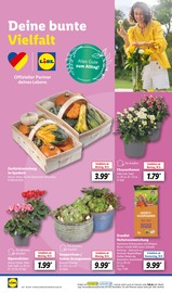 Aktueller Lidl Prospekt mit Chrysantheme, "LIDL LOHNT SICH", Seite 16