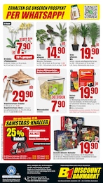 Phalaenopsis Angebot im aktuellen B1 Discount Baumarkt Prospekt auf Seite 8