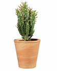 Cactus en pot terre cuite en promo chez Lidl Cactus en pot terre cuite dans le catalogue Lidl