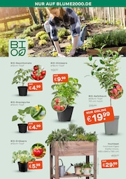 Hochbeet Angebot im aktuellen Blume 2000 Prospekt auf Seite 3