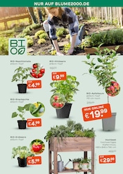 Erdbeeren im Blume 2000 Prospekt in Gießen Aktueller Blume 2000 Prospekt mit Erdbeeren, "GARTENZAUBER", Seite 3
