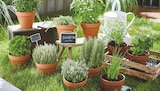 Plante aromatique Basilic à 3,59 € dans le catalogue Intermarché